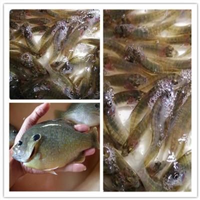 大型冷水觀賞魚品種（大型冷水觀賞魚） 虎紋銀版魚 第4張