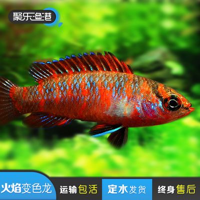 冬天觀賞魚如何發(fā)快遞（冬天發(fā)快遞觀賞魚需要注意保暖措施以確保觀賞魚運輸過程中存活） 愛龍仕 第4張