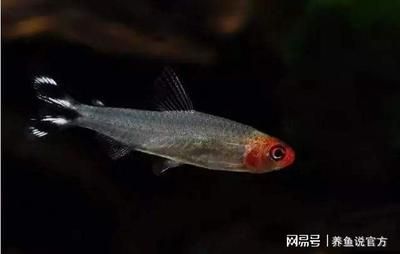 缸養(yǎng)觀賞魚有哪些品種（熱帶淡水觀賞魚的養(yǎng)護(hù)指南對(duì)于初學(xué)者來說是養(yǎng)好觀賞魚的關(guān)鍵） 三色錦鯉魚 第3張