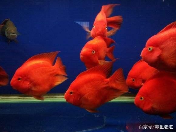 缸養(yǎng)觀賞魚有哪些品種（熱帶淡水觀賞魚的養(yǎng)護(hù)指南對(duì)于初學(xué)者來說是養(yǎng)好觀賞魚的關(guān)鍵） 三色錦鯉魚 第4張