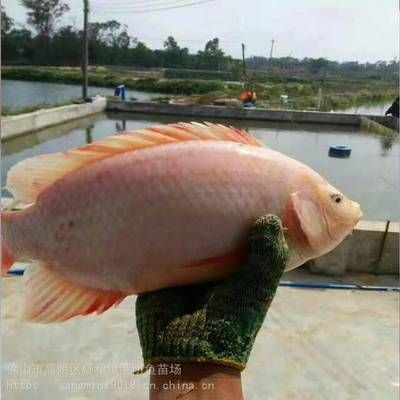 成品魚批發(fā)市場（成品魚批發(fā)市場是什么）