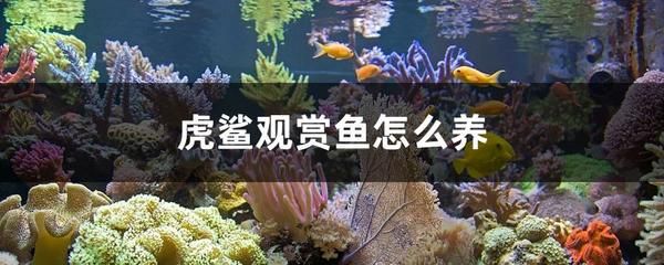 虎鯊觀賞魚能長多大（虎頭鯊的養(yǎng)殖技巧） 七紋巨鯉魚 第2張