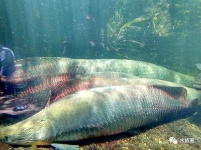 非洲巨型淡水魚（非洲巨型淡水魚與鱷魚的生存博弈） 祥龍水族醫(yī)院 第4張