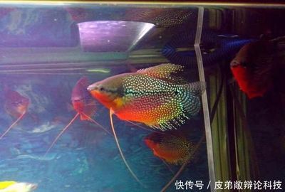 超大型觀賞魚（大型觀賞魚有哪些種類？）