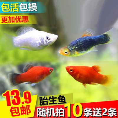 觀賞魚評價語（關于觀賞魚的好評語） 水溫計 第1張