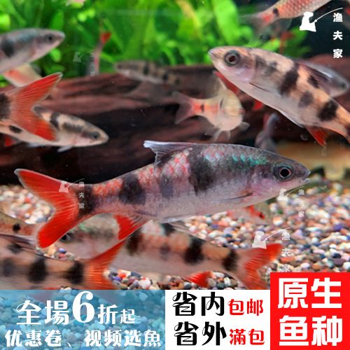 膽子大不怕人的觀賞魚(yú)（膽子大不怕人的觀賞魚(yú)指的是那些面對(duì)人類或其他魚(yú)類時(shí)表現(xiàn)得較為鎮(zhèn)定） 立達(dá)金龍魚(yú) 第3張