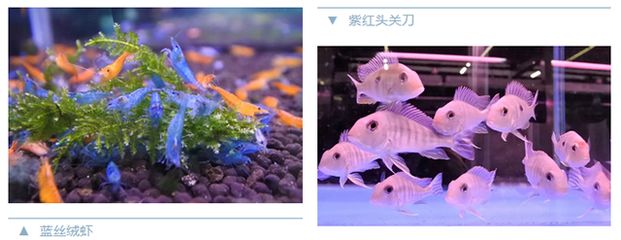 觀賞魚類養(yǎng)殖課件（c海水觀賞魚的養(yǎng)護(hù)秘籍）