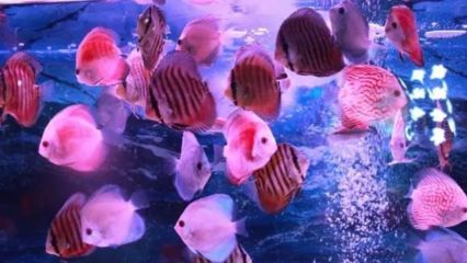 觀賞魚水族館怎么樣（武漢歐升水族館安卓版網(wǎng)友評(píng)價(jià)水族館安卓版網(wǎng)友評(píng)價(jià)）