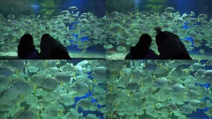 觀賞魚水族館視頻（關(guān)于觀賞魚水族館的一些視頻推薦） 七彩神仙魚 第1張