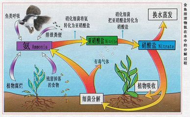 no1硝化細菌為什么這么便宜（no1硝化細菌為什么這么便宜硝化細菌產(chǎn)品及價格信息） 溫控設(shè)備 第2張