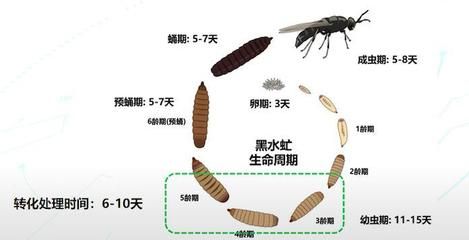 黑水虻哪里回收（黑水虻回收和利用有望成為一個重要的產業(yè)方向）