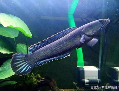 觀賞魚賣不出去怎么回事（觀賞魚為什么賣不出去） 粗線銀版魚 第1張