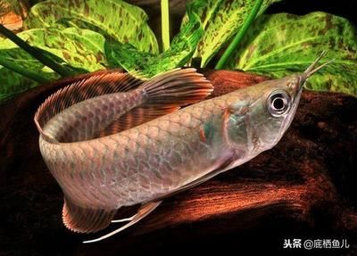 觀賞魚和食用魚的區(qū)別是什么（觀賞魚與食用魚的區(qū)別） 錦鯉飼料 第3張