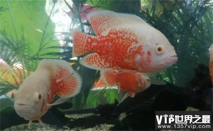 觀賞魚會吃小魚嗎（養(yǎng)殖觀賞魚的注意事項） 紅勾銀版魚 第1張