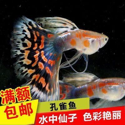 淡水觀賞魚推薦（淡水觀賞魚推薦的幾種淡水觀賞魚推薦的幾種淡水觀賞魚）