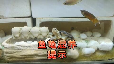 觀賞魚吃觀賞魚視頻（關于觀賞魚吃觀賞魚的視頻） 觀賞龜/鱉飼料 第3張