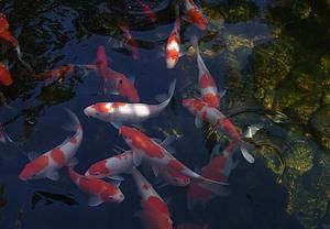 海南觀賞魚基地（海南觀賞魚養(yǎng)殖基地門票價格海南觀賞魚基地介紹）