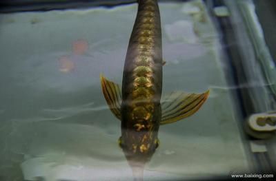 過(guò)背金頭金龍（白背金頭金龍魚(yú)的過(guò)背金龍魚(yú)的特征是什么，過(guò)背金龍魚(yú)的飼養(yǎng)注意事項(xiàng)）