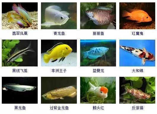 各種觀賞魚（世界各地的觀賞魚品種世界各地的觀賞魚品種世界各地的觀賞魚）