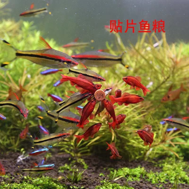 紅蟲可以直接喂觀賞魚嘛（如何選擇紅蟲？） 白化巴西龜（白巴） 第1張