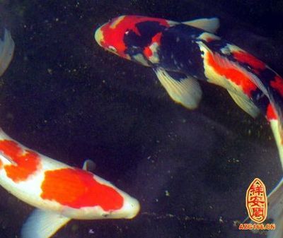 風(fēng)水魚養(yǎng)幾條最好（辦公室養(yǎng)魚的風(fēng)水魚的風(fēng)水秘籍在辦公室養(yǎng)魚的秘籍）