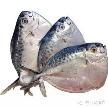 刀鯧魚（刀鯧魚是什么魚） 生態(tài)瓶/創(chuàng)意缸/桌面微景缸 第1張