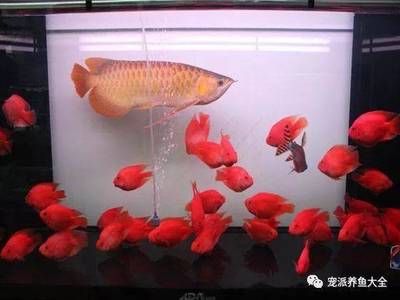 觀賞魚陸續(xù)死亡的原因是什么（養(yǎng)魚水質(zhì)管理的重要性）