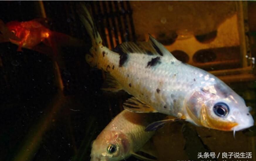 觀賞魚(yú)喂什么好（如何選擇觀賞魚(yú)的飼料）