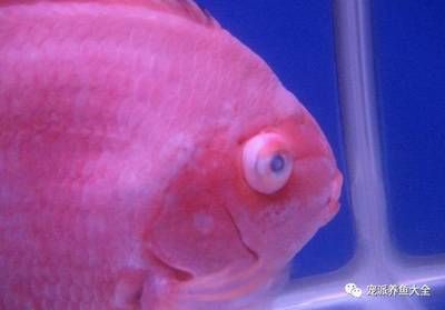 觀賞魚蒙眼?。P(guān)于觀賞魚蒙眼病的一些信息） 招財戰(zhàn)船魚 第3張