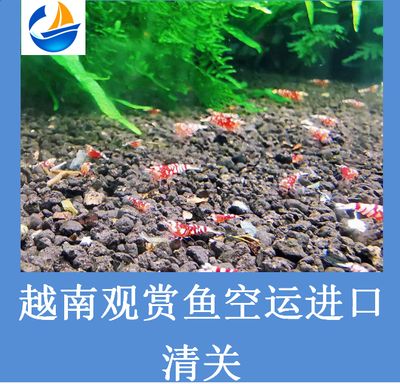 觀賞魚進(jìn)口清關(guān)（國際貿(mào)易法規(guī)概覽） 九鼎魚缸 第1張