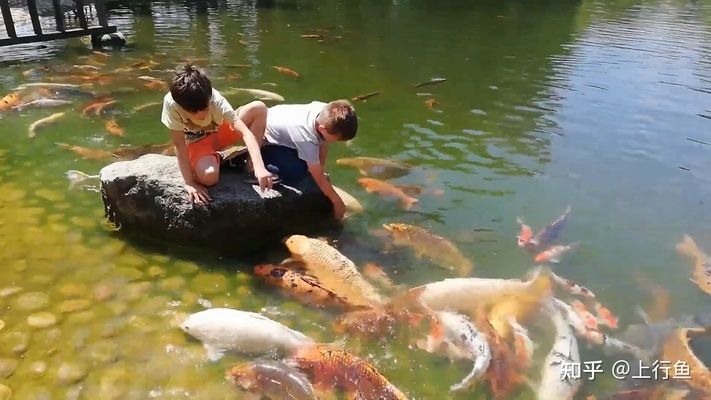 互動好的觀賞魚（水族世界中觀賞魚不僅美麗還能與人形成良好的互動） 招財戰(zhàn)船魚 第3張