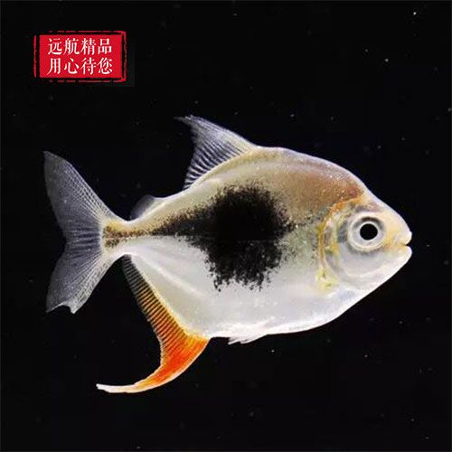 黑桃a魚多少錢一條（黑桃a香檳與普通葡萄酒的區(qū)別香檳與普通葡萄酒的區(qū)別） 白子關刀魚 第4張