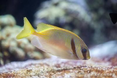 觀賞魚吃蝸牛嗎（熱帶魚與冷水管魚的區(qū)別熱帶魚與冷水管魚的區(qū)別）