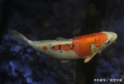 觀賞魚養(yǎng)殖技巧（觀賞魚的養(yǎng)殖技巧）