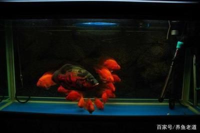 觀賞魚大魚自己死喂小魚嗎視頻（關(guān)于觀賞魚飼養(yǎng)中的常見誤區(qū)）