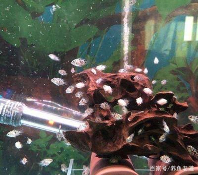 觀賞魚大魚自己死喂小魚嗎視頻（關于觀賞魚飼養(yǎng)中的常見誤區(qū)） 巴西亞魚苗 第2張