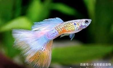 觀賞魚多長時間喂食一次（觀賞魚的喂食頻率應(yīng)該如何確定）