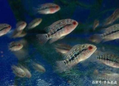 觀賞魚多長時間喂食一次（觀賞魚的喂食頻率應(yīng)該如何確定）