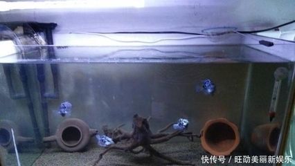 觀賞魚迷你鸚鵡魚（迷你鸚鵡魚怎么養(yǎng)） 觀賞魚魚苗 第3張