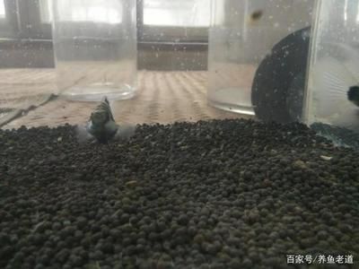 觀賞魚迷你鸚鵡魚（迷你鸚鵡魚怎么養(yǎng)） 觀賞魚魚苗 第1張