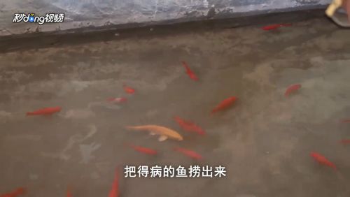 觀賞魚的魚鱗炸毛了怎么回事（觀賞魚疾病防治全攻略觀賞魚疾病防治全攻略） 觀賞魚進出口 第3張