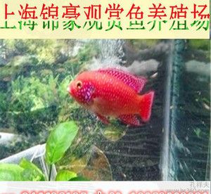 花草觀賞魚(yú)怎么養(yǎng)活（養(yǎng)殖花草觀賞魚(yú)的注意事項(xiàng)） 速倍妥魚(yú)糧魚(yú)藥 第1張