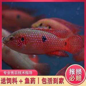 鯛科觀賞魚品種（觀賞魚的起源與發(fā)展） 其他品牌魚缸 第4張