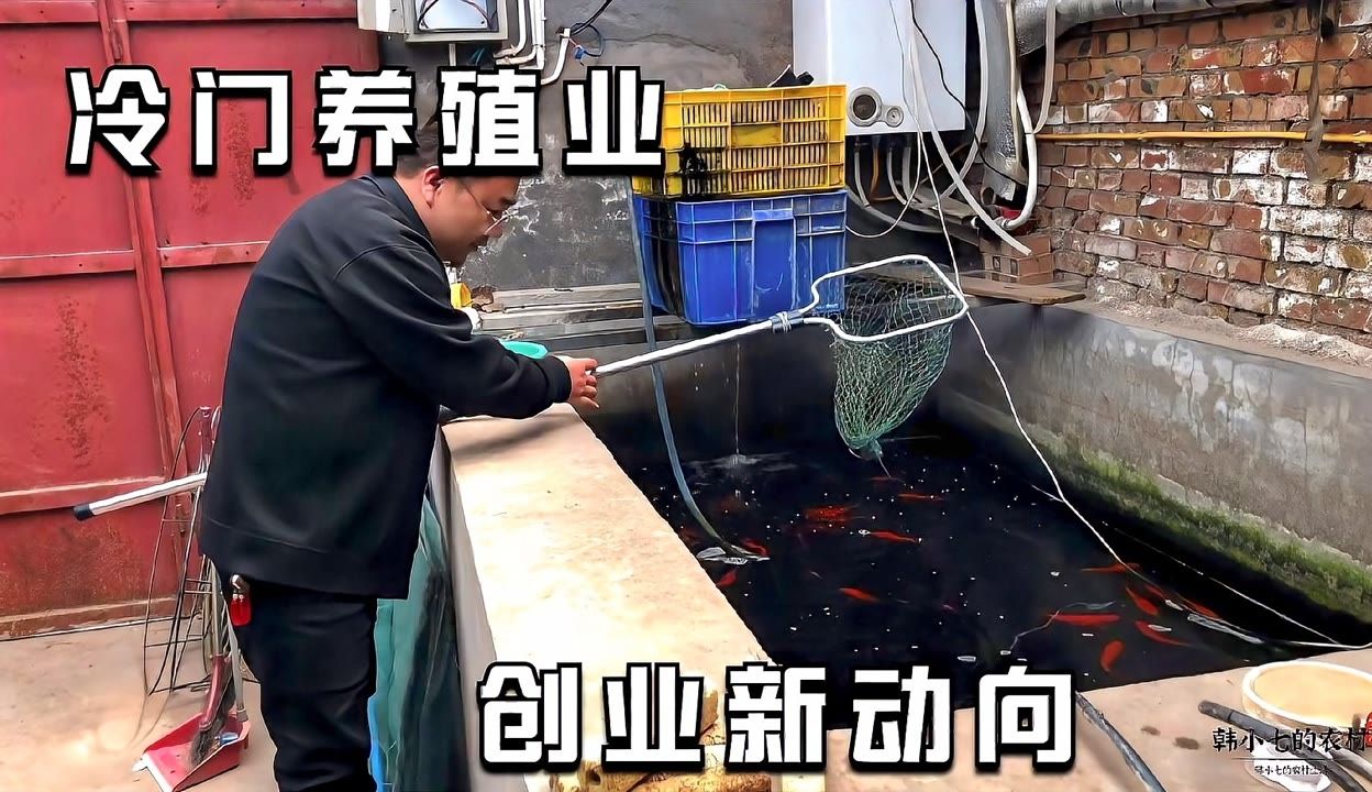 觀賞魚生意怎么樣啊賺錢嗎（觀賞魚生意在當(dāng)前市場環(huán)境下具有一定的賺錢潛力） 肺魚 第4張