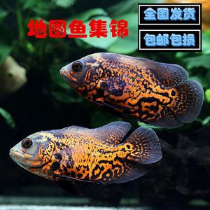 白色大型觀賞魚(yú)身上沒(méi)有鱗片怎么回事兒（白色大型觀賞魚(yú)身上沒(méi)有鱗片是怎么回事？） 名貴錦鯉魚(yú) 第4張