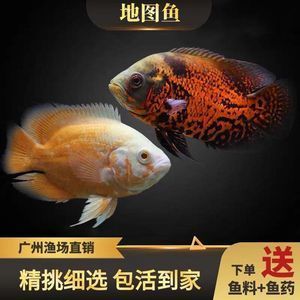 白色大型觀賞魚(yú)身上沒(méi)有鱗片怎么回事兒（白色大型觀賞魚(yú)身上沒(méi)有鱗片是怎么回事？） 名貴錦鯉魚(yú) 第1張