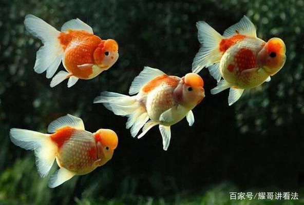 觀賞魚黃金貓怎么養(yǎng)好呢（黃金貓魚的飼養(yǎng)技巧） 小型觀賞魚 第3張