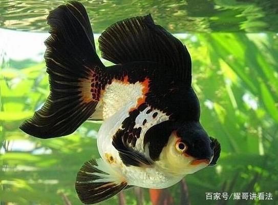 觀賞魚黃金貓怎么養(yǎng)好呢（黃金貓魚的飼養(yǎng)技巧） 小型觀賞魚 第1張