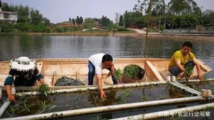 觀賞魚生意好做嗎現(xiàn)在還能做嗎（人工繁殖技術(shù)的最新突破人工繁殖技術(shù)是觀賞魚養(yǎng)殖領(lǐng)域關(guān)鍵技術(shù)） 水族維護(hù)服務(wù)（上門） 第1張