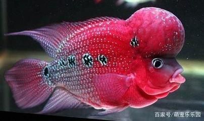 觀賞魚羅漢魚好養(yǎng)嗎（羅漢魚是一種容易飼養(yǎng)的觀賞魚，但要養(yǎng)得好還需要一定的飼養(yǎng)技巧） 水草 第3張